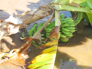 Bananas lost to the floods